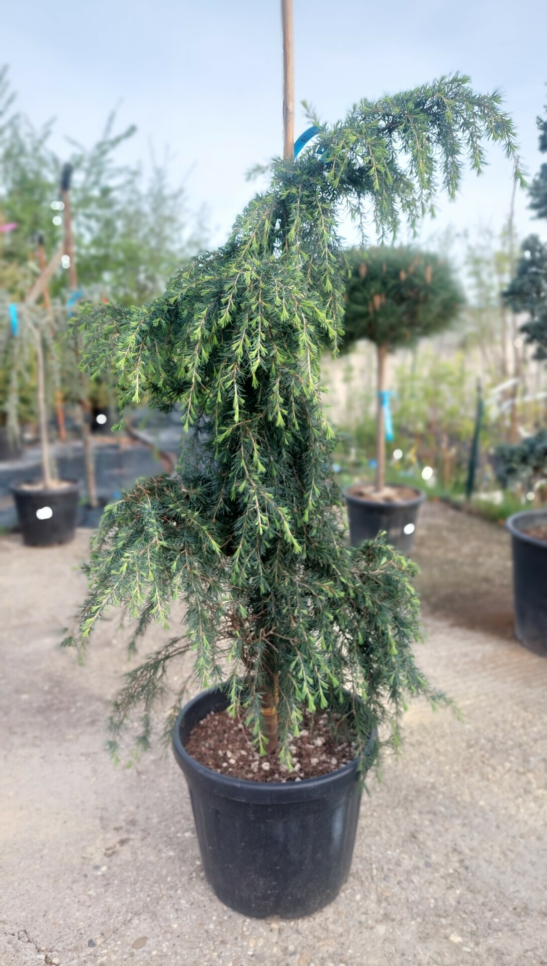 CEDRUS DEODARA FEELIN BLUE