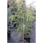 CEDRUS DEODARA ´AUREA´
