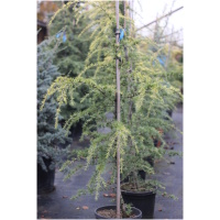 CEDRUS DEODARA ´AUREA´