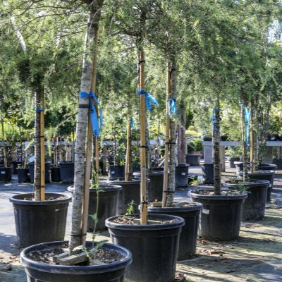 CEDRUS DEODARA´FEELIN BLUE´
