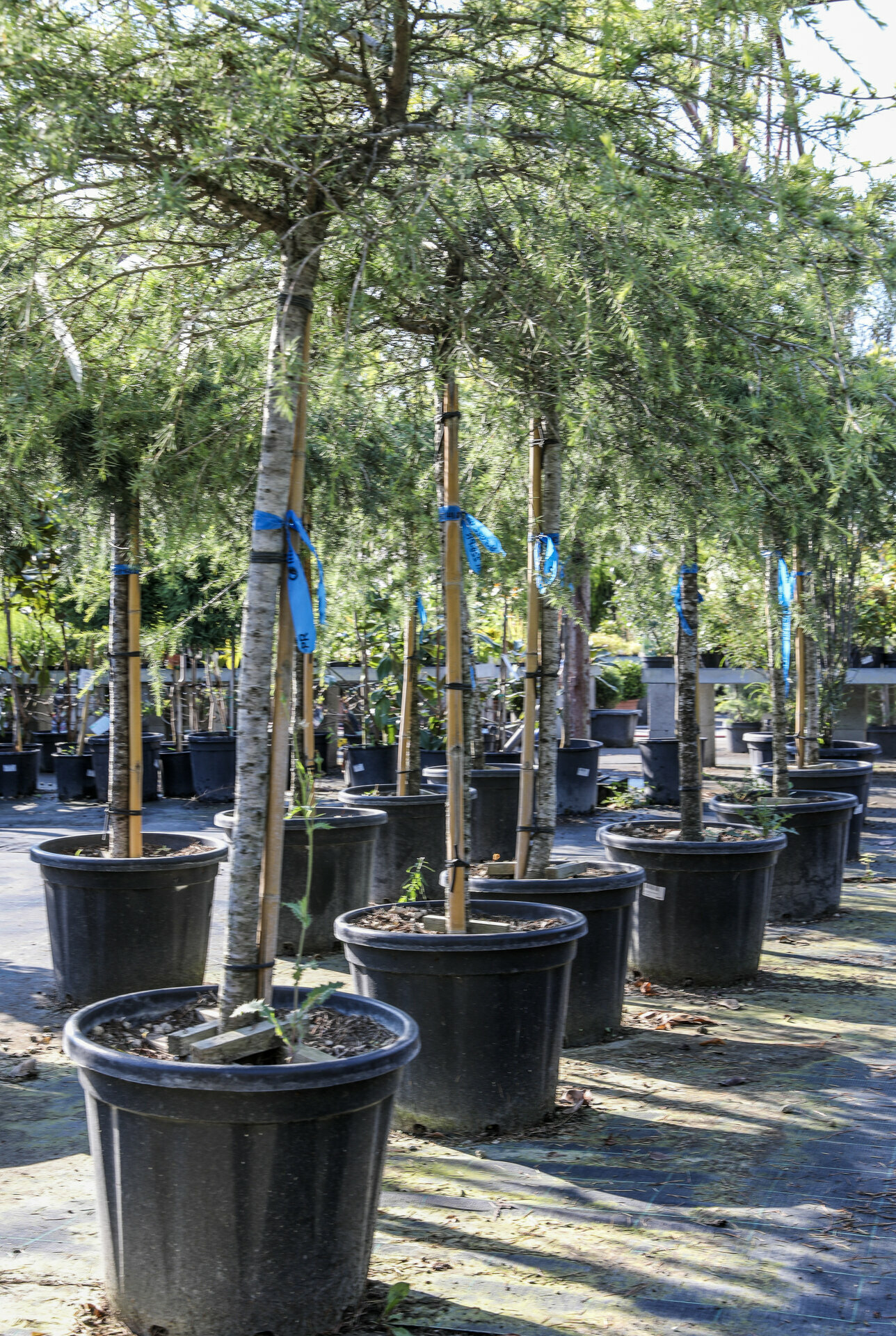 CEDRUS DEODARA´FEELIN BLUE´