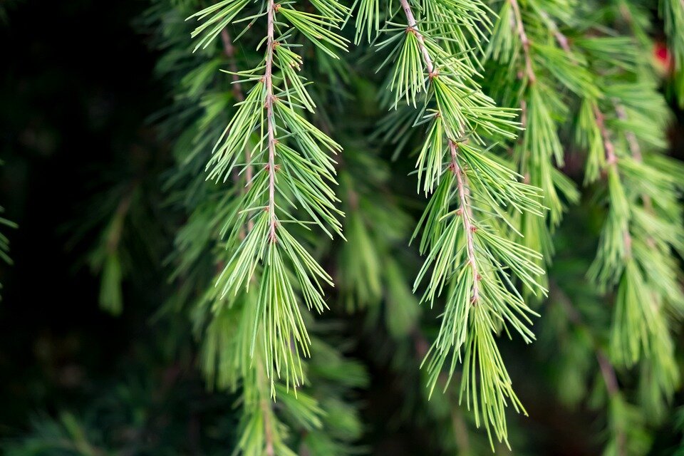 CEDRUS DEODARA´FEELIN BLUE´