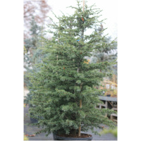 CEDRUS LIBANI