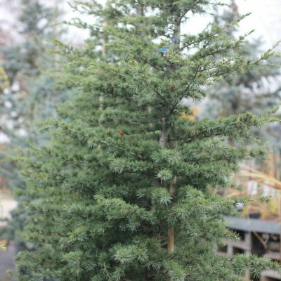 CEDRUS LIBANI