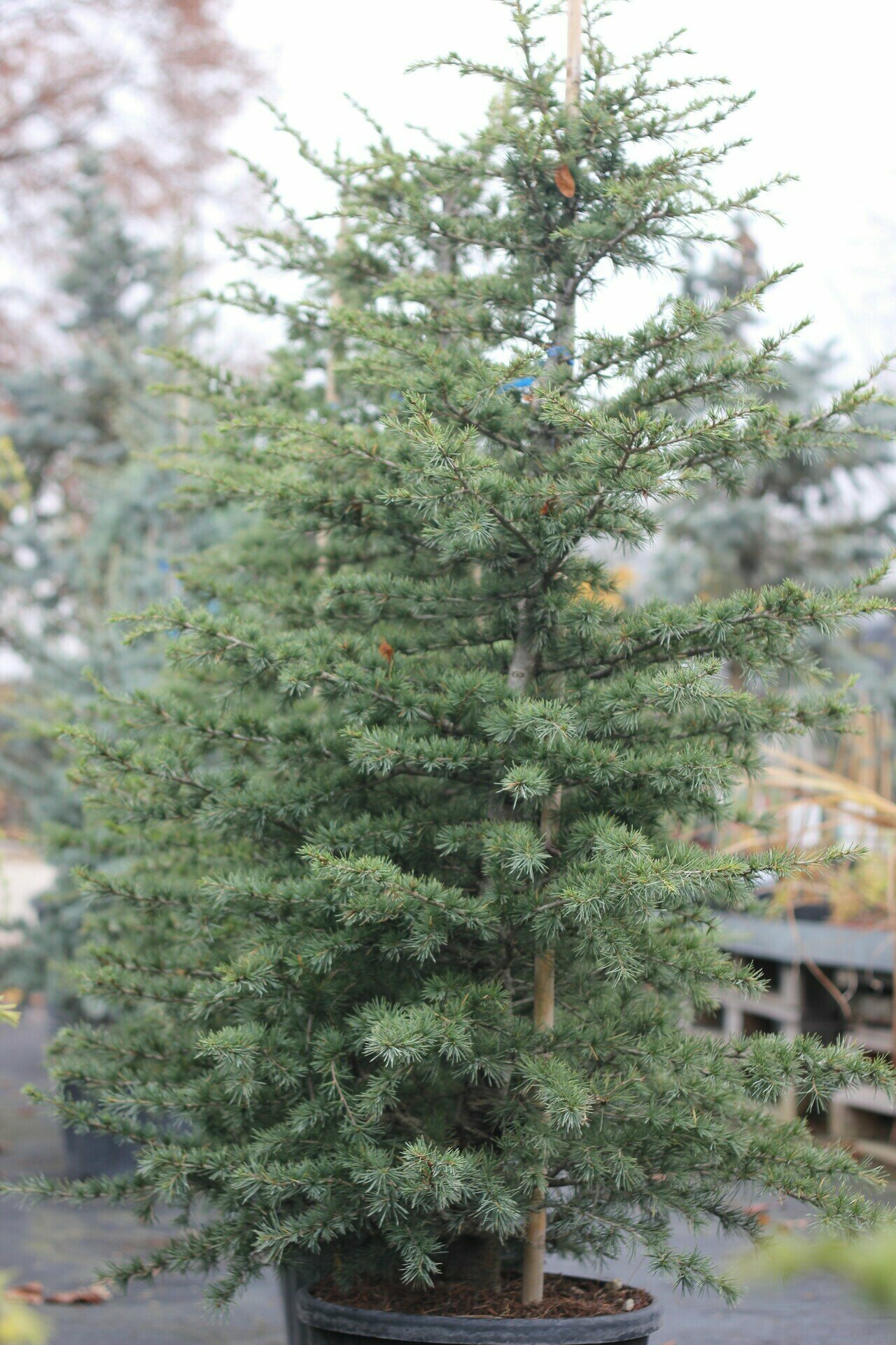 CEDRUS LIBANI
