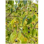 CELTIS AUSTRALIS