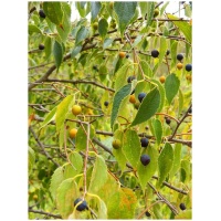 CELTIS AUSTRALIS