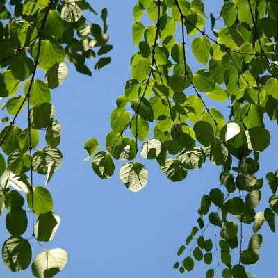 CERCIDIPHYLLUM JAPONICUM