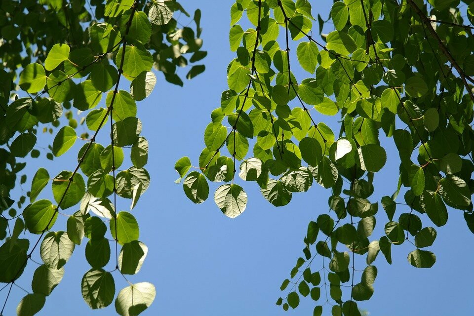 CERCIDIPHYLLUM JAPONICUM