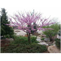 CERCIS CANADENSIS PINK POM POMS