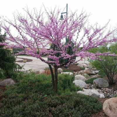 CERCIS CANADENSIS PINK POM POMS