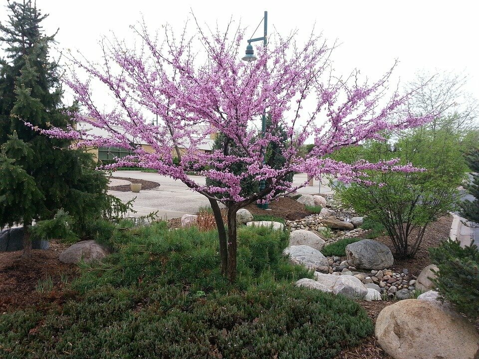CERCIS CANADENSIS PINK POM POMS