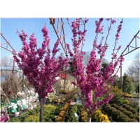 CERCIS CANADENSIS ´OKLAHOMA´ Clt. 30