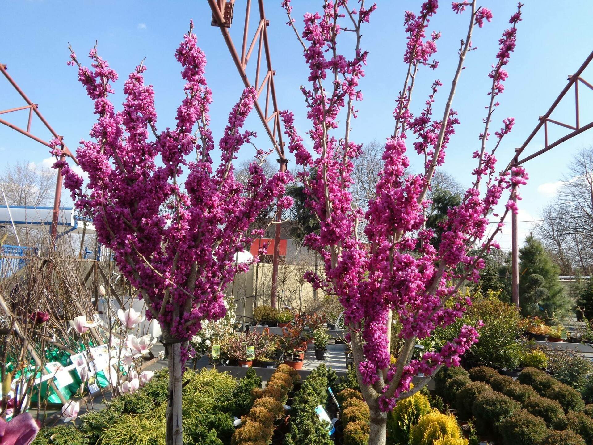 CERCIS CANADENSIS ´OKLAHOMA´ Clt. 30