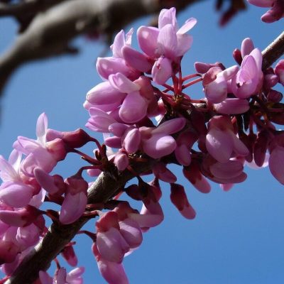 CERCIS SINENSIS AVONDALE