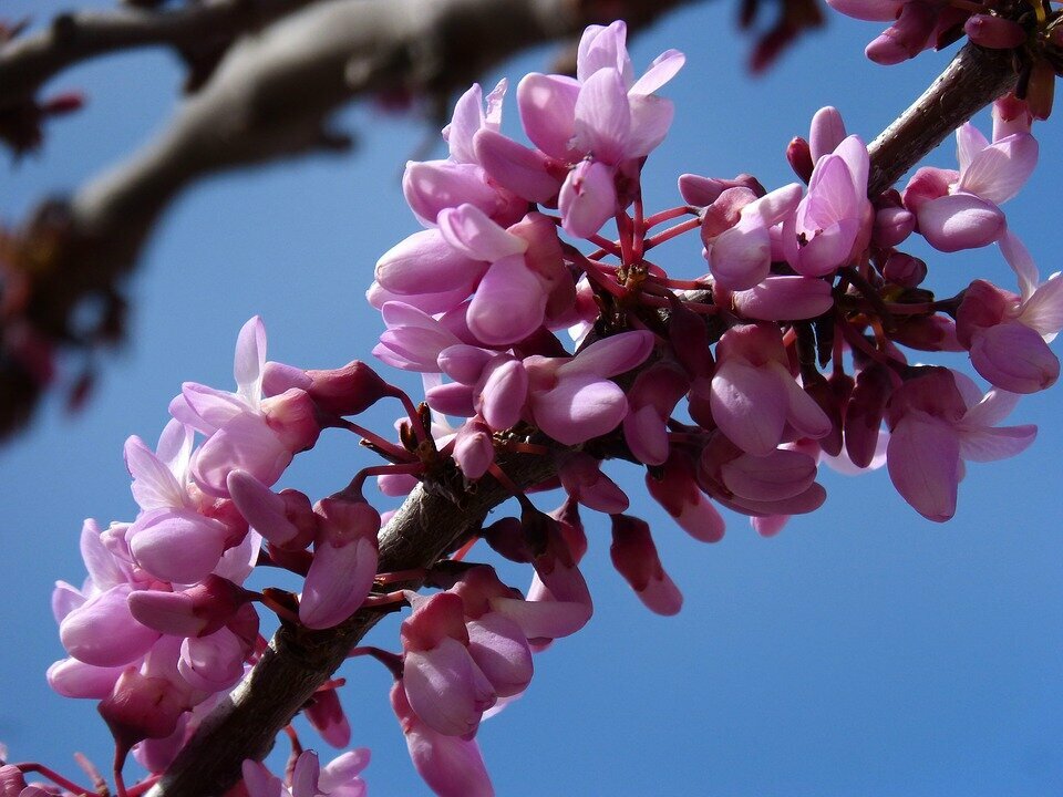 CERCIS SINENSIS AVONDALE