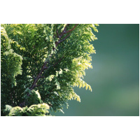 CHAMAECYPARIS LAWSONIANA ´IVONNE´