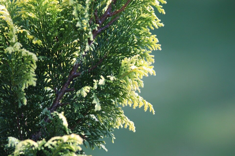 CHAMAECYPARIS LAWSONIANA ´IVONNE´
