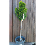 CHAMAECYPARIS OBTUSA AURORA