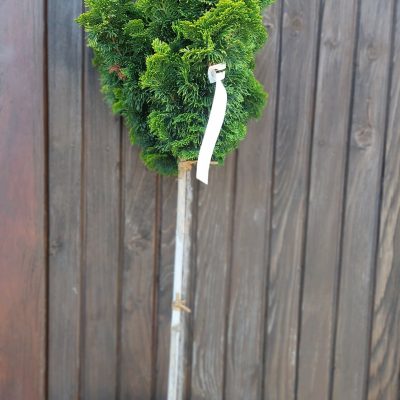 CHAMAECYPARIS OBTUSA AURORA