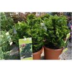 CHAMAECYPARIS OBTUSA NANA GRACILIS