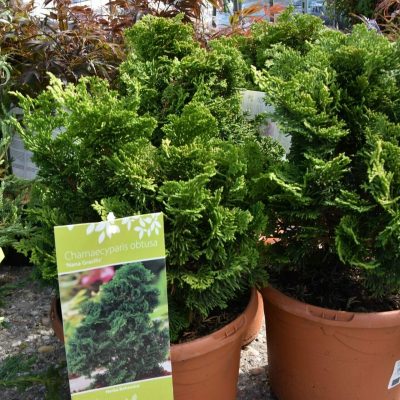 CHAMAECYPARIS OBTUSA NANA GRACILIS