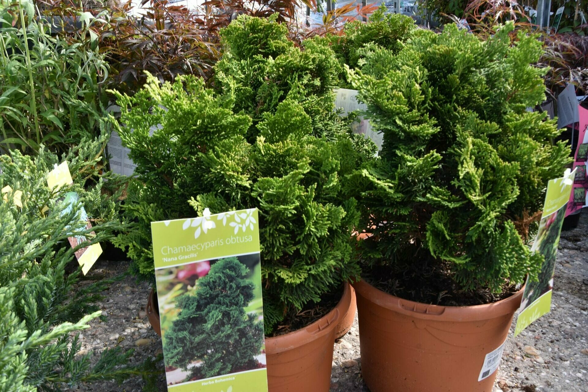 CHAMAECYPARIS OBTUSA NANA GRACILIS