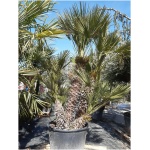 CHAMAEROPS HUMILIS