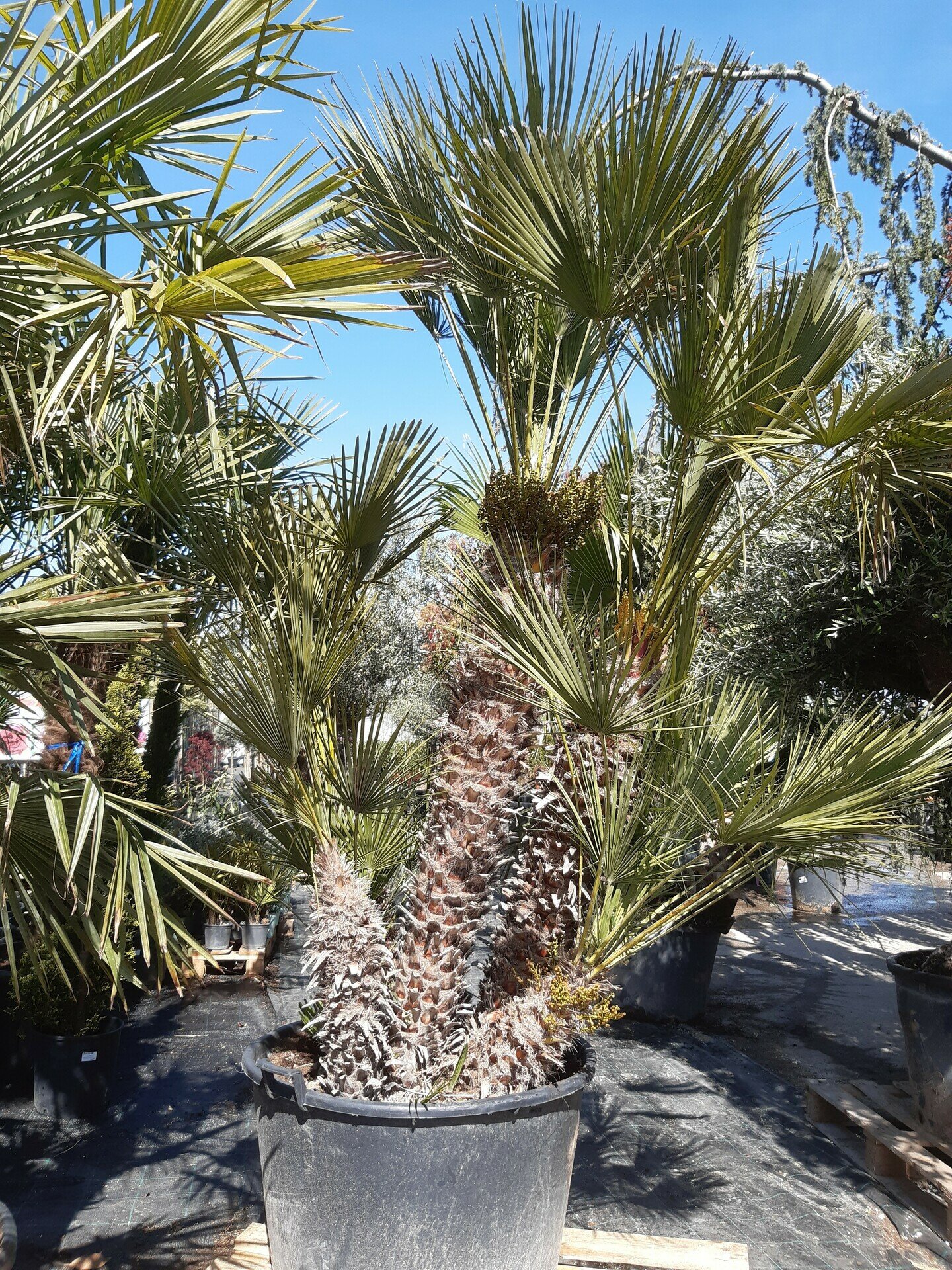 CHAMAEROPS HUMILIS