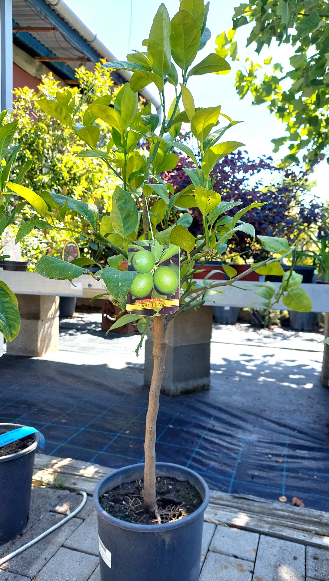 CITRUS AURANTIFOLIA LIMETKA