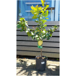 CITRUS LEMON