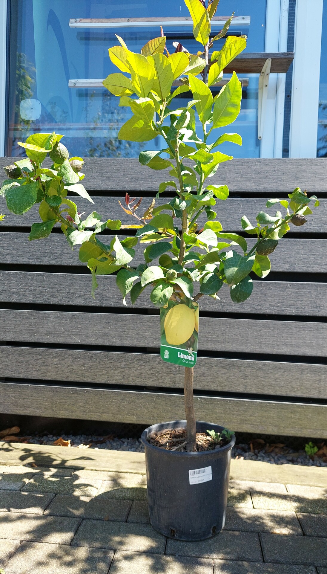CITRUS LEMON