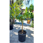 CITRUS MEDICA MANO DI BUDDHA