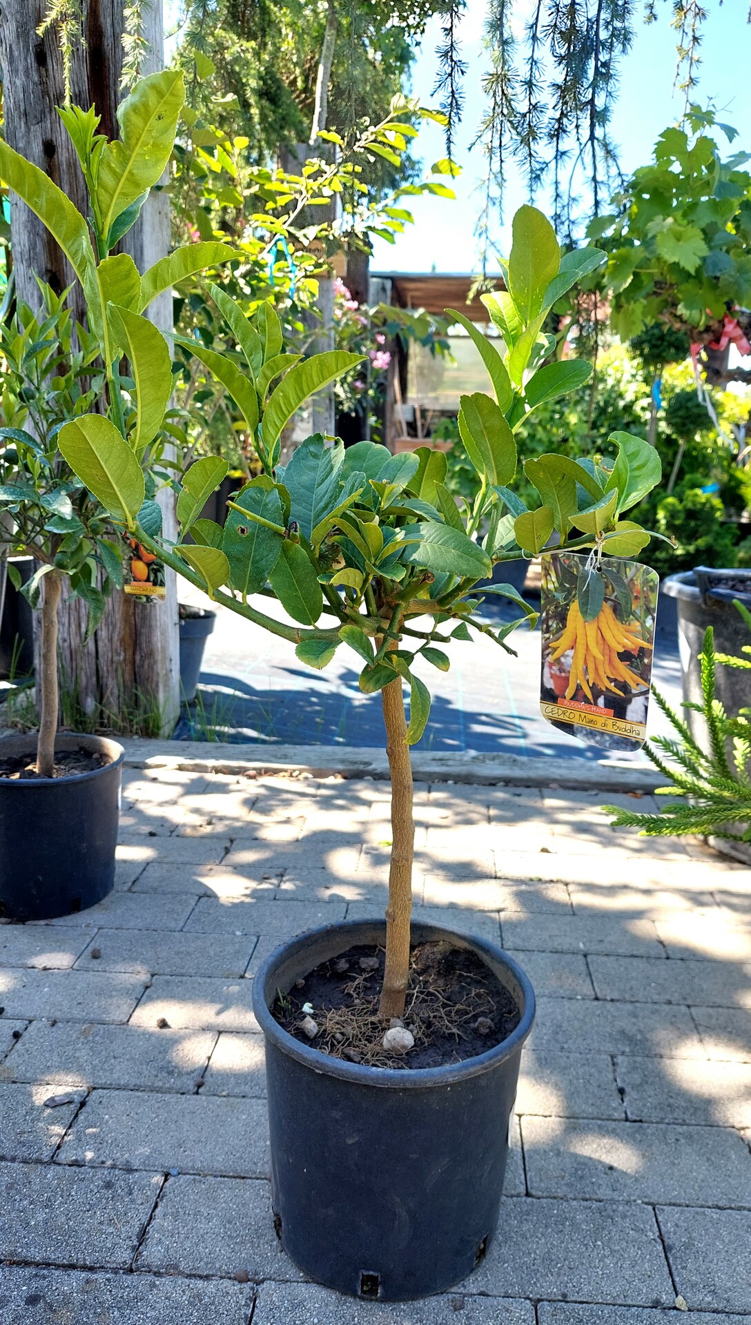 CITRUS MEDICA MANO DI BUDDHA