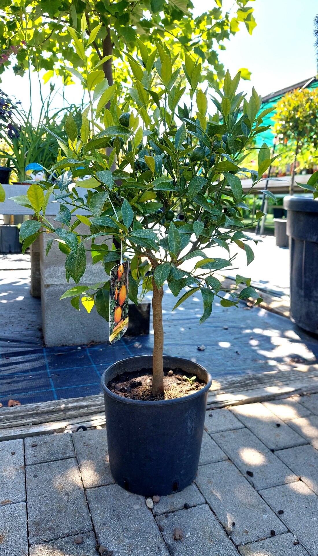CITRUS NOBILIS MANDARINKA