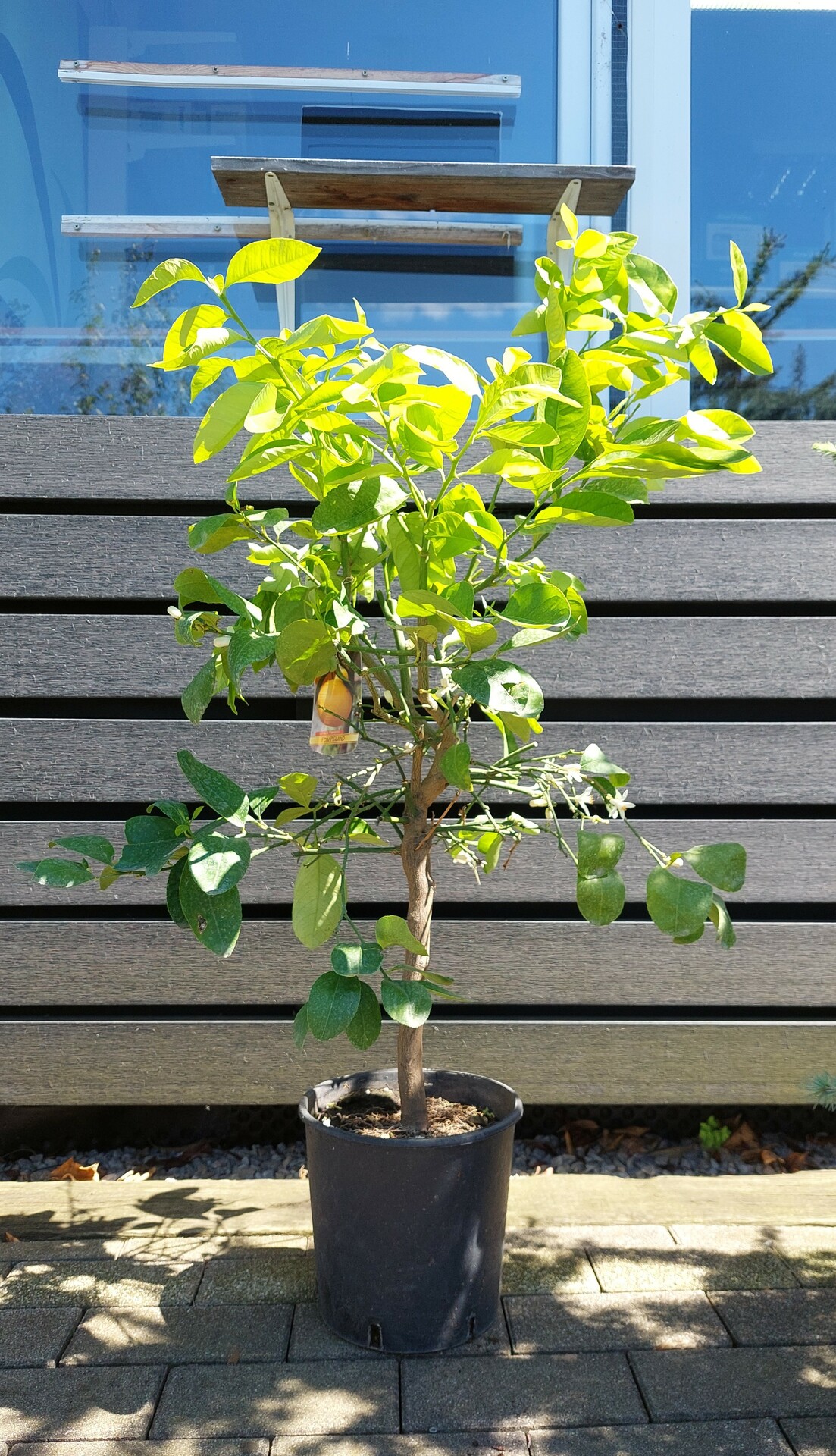 CITRUS X PARADISI GRAPEFRUIT