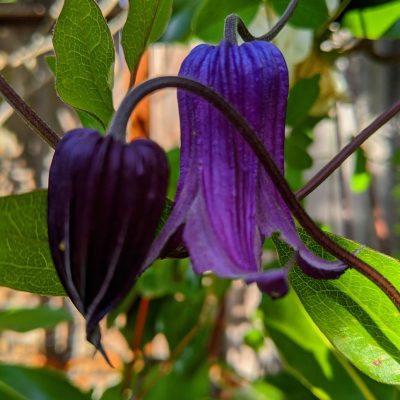 Clematis Alpenwaldrebe