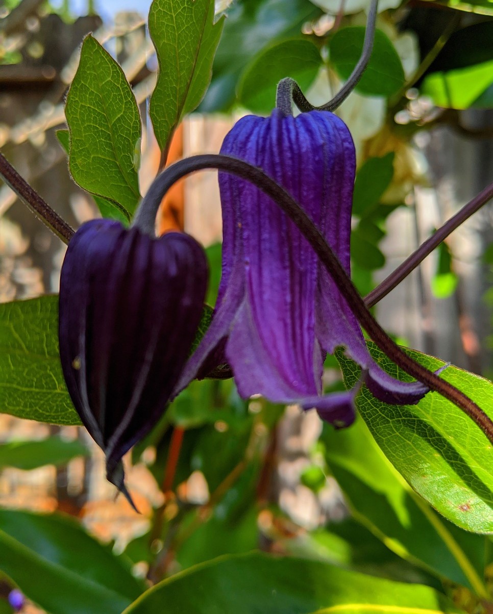 Clematis Alpenwaldrebe