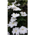 Clematis APOLLONIA