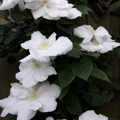 Clematis APOLLONIA