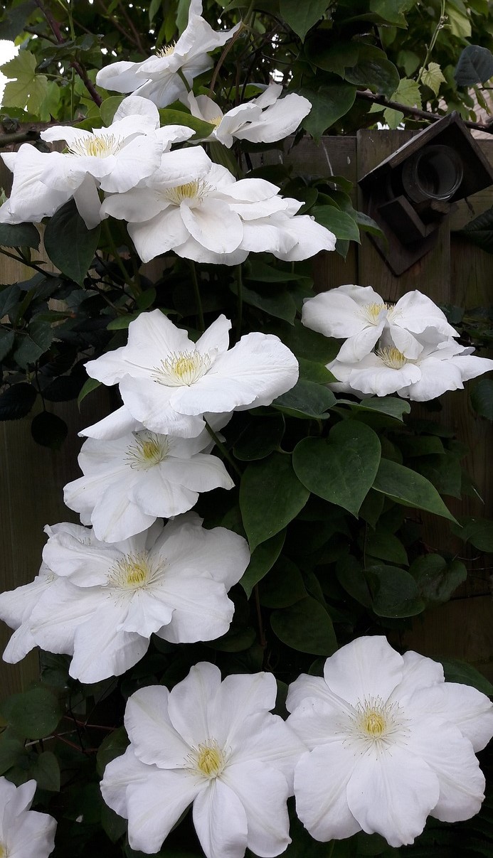 Clematis APOLLONIA