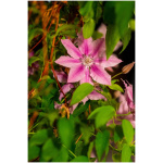 Clematis Ernest Markham