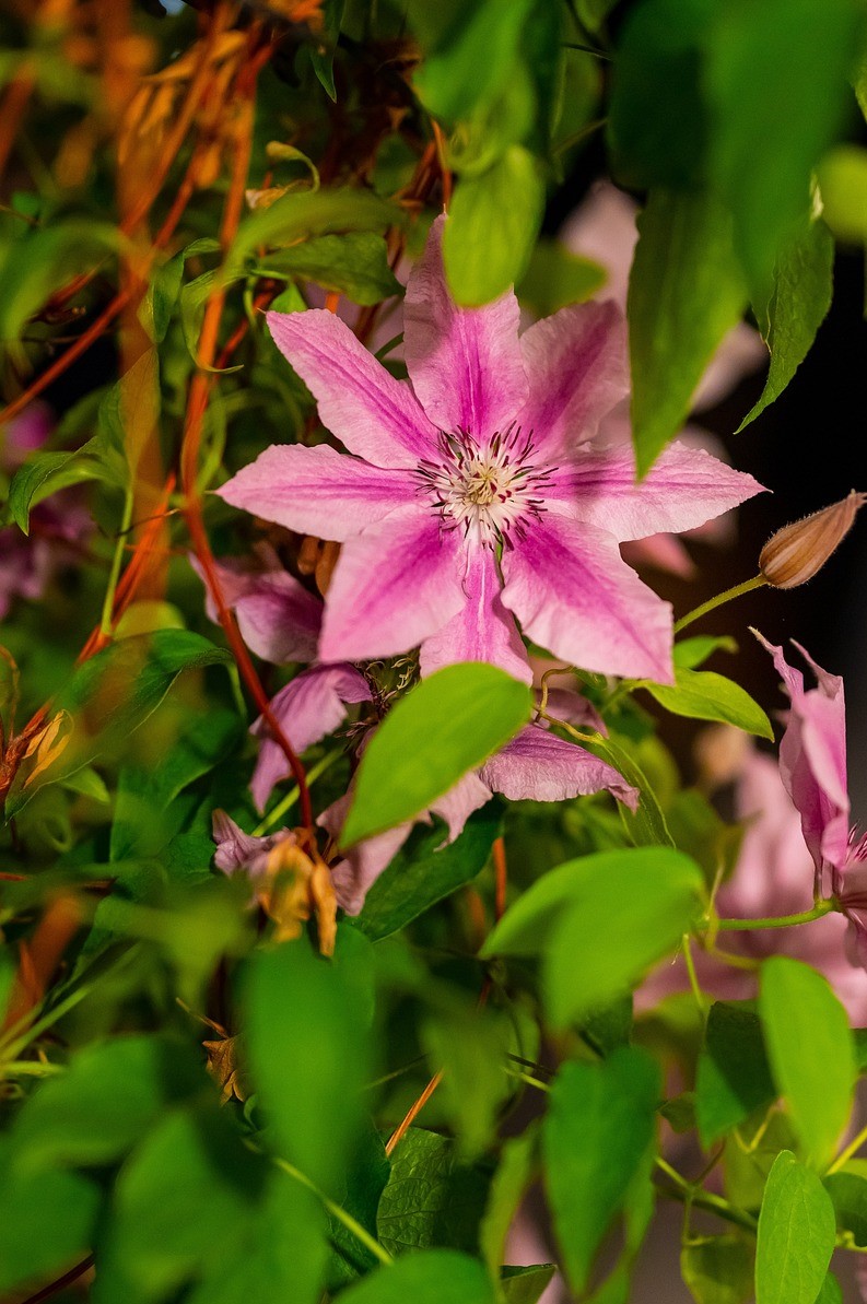 Clematis Ernest Markham