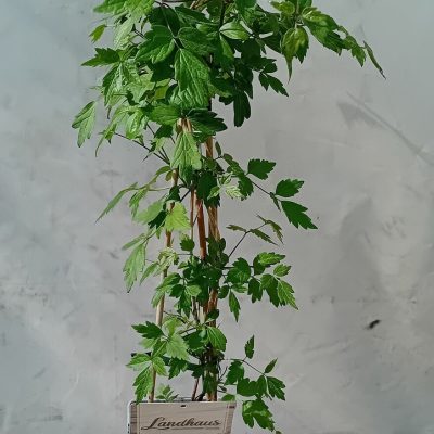 Clematis GEWONLICHE WALDREBE