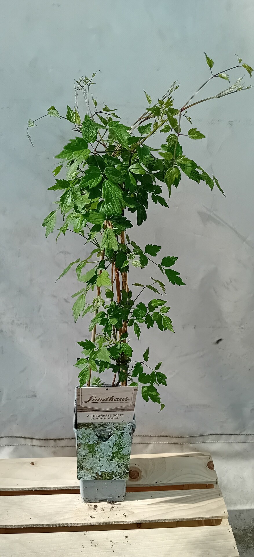 Clematis GEWONLICHE WALDREBE