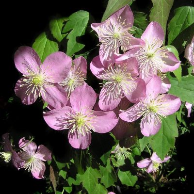 Clematis HAGLEY HYBRID