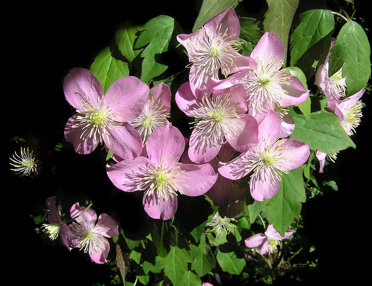 Clematis HAGLEY HYBRID