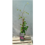 Clematis HAGLEY HYBRID