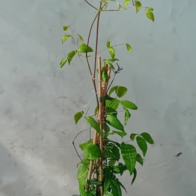 Clematis HAGLEY HYBRID