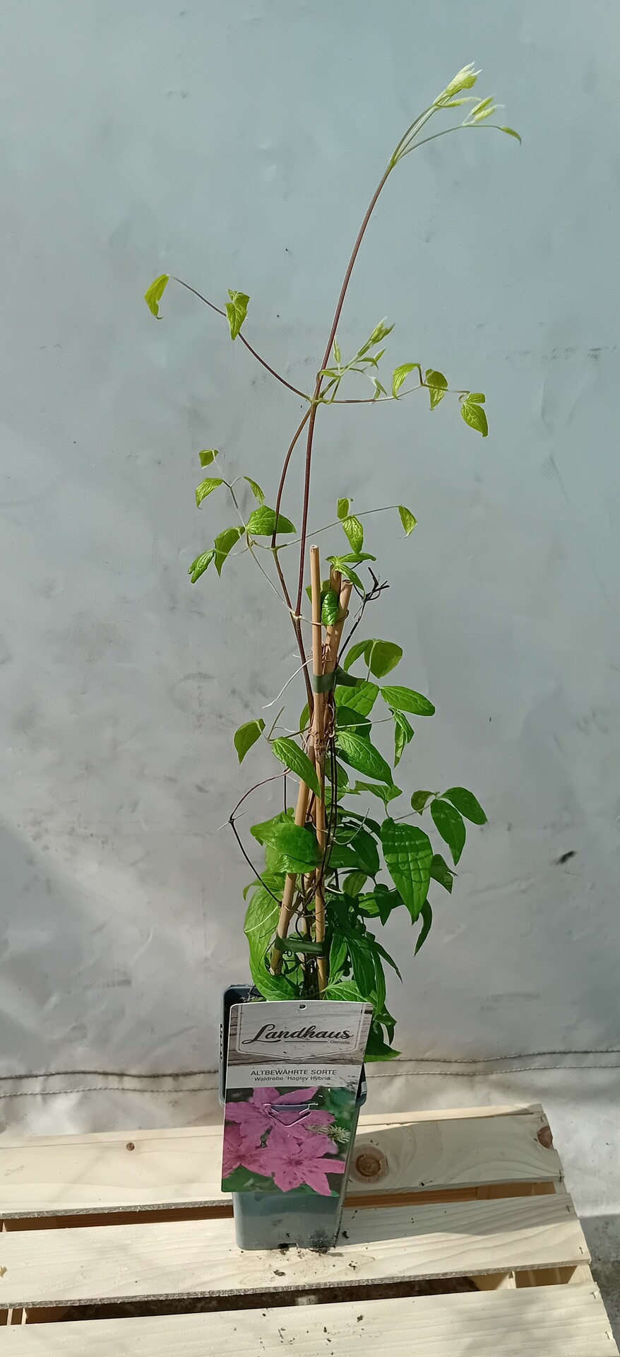Clematis HAGLEY HYBRID